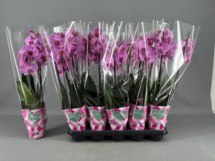 <h4>PHAL OV ROZE</h4>