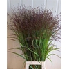 Panicum virgatum 'Warrior'