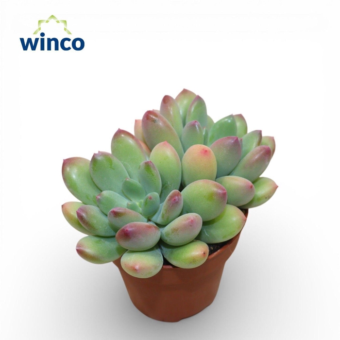 <h4>Pachyveria Thunderbirds</h4>