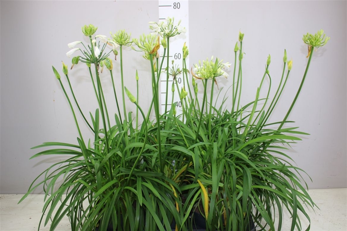 <h4>Agapanthus Afr Summer Love White 5+</h4>