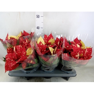 Euphorbia pulc. 'Superba New Glitt'