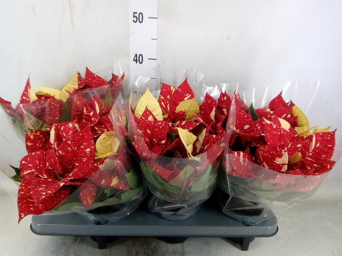 <h4>Euphorbia pulc. 'Superba New Glitt'</h4>