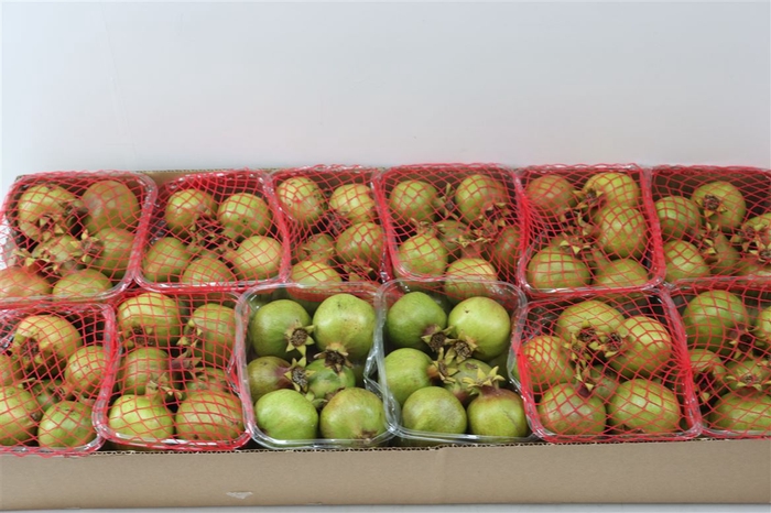 Sier Granaatappel Green X10 P Box