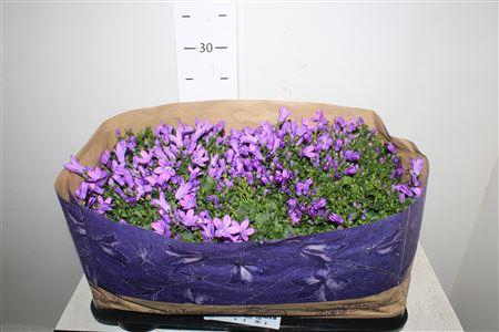 <h4>Camp Por Blueone</h4>