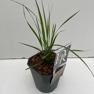 Calamagrostis 'Karl Foerster' P17 (2ltr)