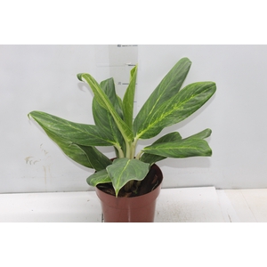 AGLAONEMA P17