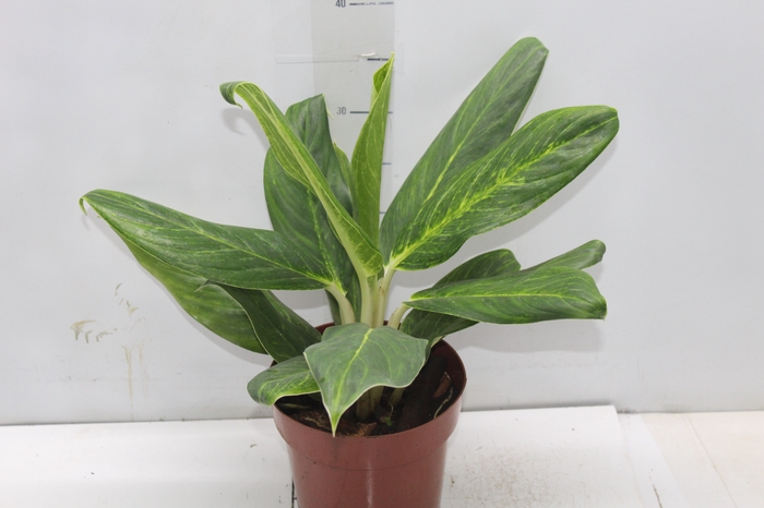 <h4>AGLAONEMA P17</h4>