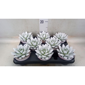 Echeveria  'Miranda'