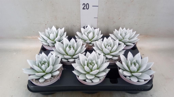 <h4>Echeveria 'Miranda'</h4>