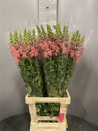 <h4>Antir Poto Rose</h4>