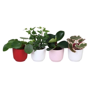 L 67314 w. Green mix P6