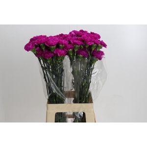 Dianthus St Tiepolo Fucsia