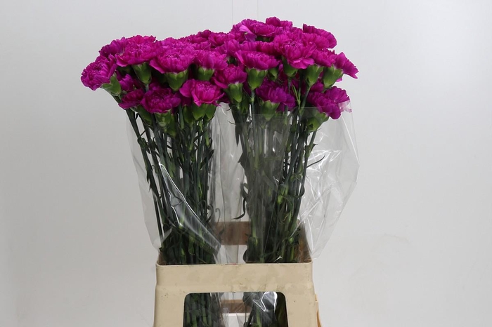 <h4>Dianthus St Tiepolo Fucsia</h4>