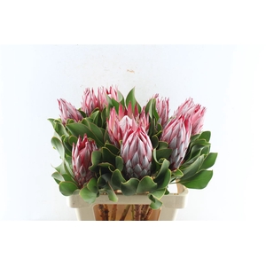 Protea Cy Madiba