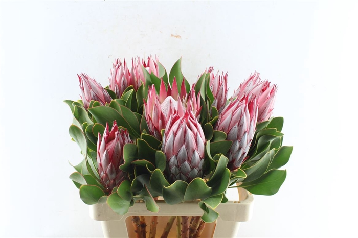 <h4>Protea Cy Madiba</h4>