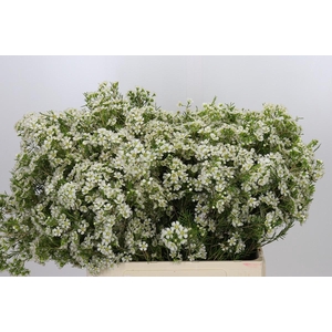 Chamelaucium Ofir