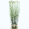 Delphinium Aurora White Super