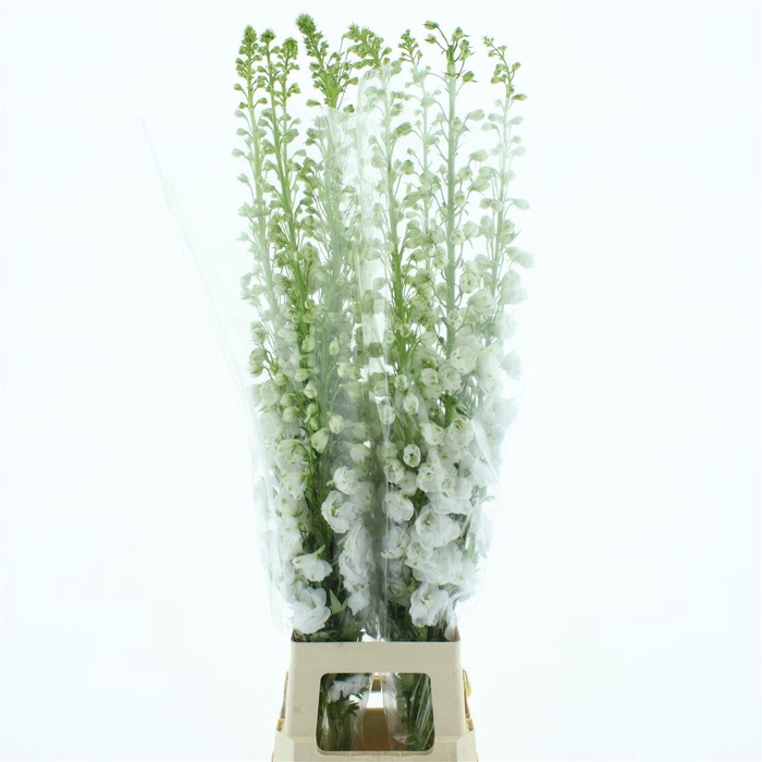 <h4>Delphinium Aurora White Super</h4>