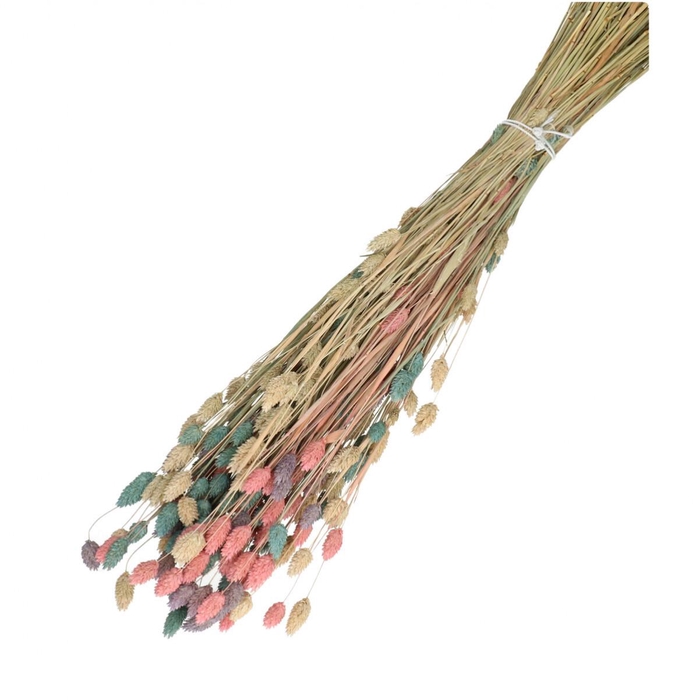Droogbloem Phalaris mix 65cm 175g