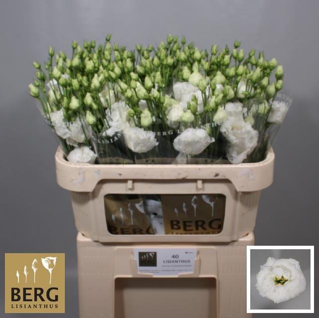<h4>Lisianthus do alissa pure white</h4>