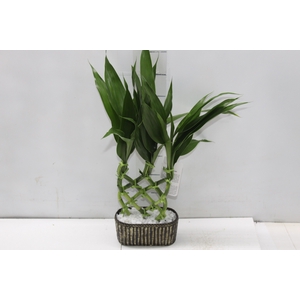 BAMBU ALADIN DE RESINA