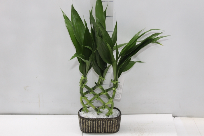 <h4>BAMBU ALADIN DE RESINA</h4>