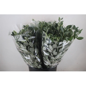 Pittosp Ralphi Leaves 200gr P Bunch