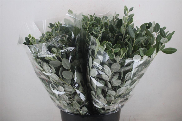 <h4>Pittosp Ralphi Leaves 200gr P Bunch</h4>