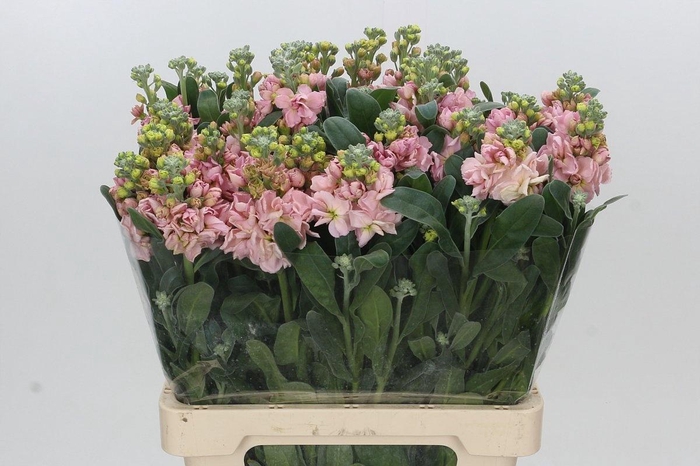 <h4>MATTH IRON APRICOT</h4>