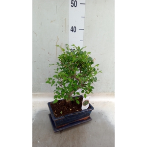 Bonsai   ...mix