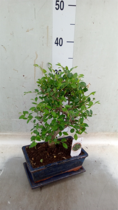 <h4>Bonsai   ...mix</h4>