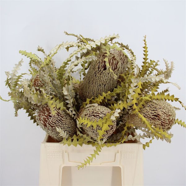 <h4>Banksia Speciosa Dried</h4>