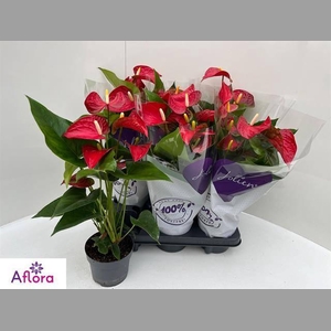 ANTHU AN BAMBINO RED