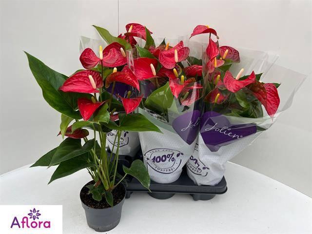 <h4>ANTHU AN BAMBINO RED</h4>