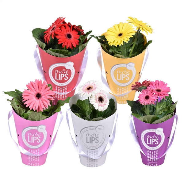 <h4>MoreLIPS Gerbera 2+ bl 12cm in tas</h4>