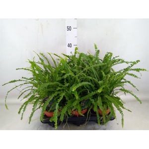 Nephrolepis cord. 'Duffii'