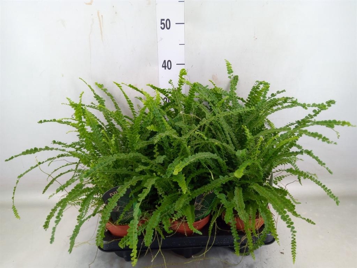 <h4>Nephrolepis cord. 'Duffii'</h4>