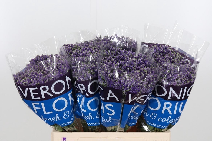 <h4>Veron Smart Fountain Spray</h4>