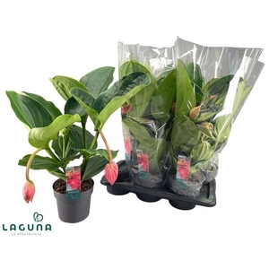 Medinilla Flamenco 17Ø 40cm 2fl