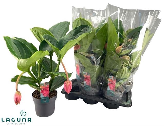 Medinilla Flamenco 17Ø 40cm 2fl