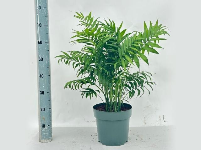 <h4>CHAMAED ELEGANS</h4>
