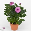 Dahlia  'Dahlinova Hypnot Lgh Pink'