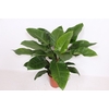 Philodendron Imperial Green