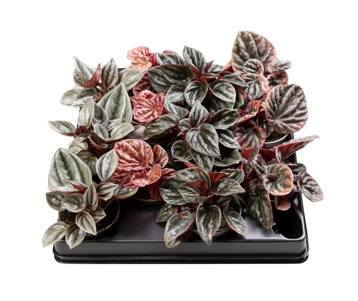 <h4>Peperomia cape. gemengd</h4>
