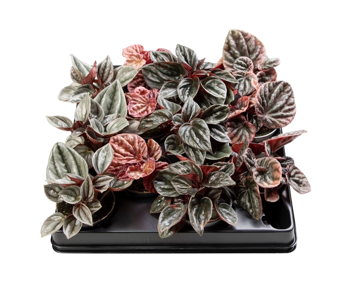 Peperomia cape. gemengd