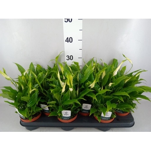 Spathiphyllum 'Chopin'