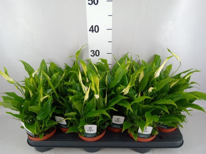 <h4>Spathiphyllum 'Chopin'</h4>
