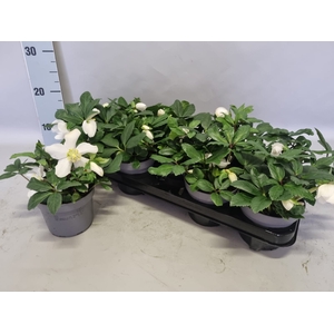 Helleborus Advant Star