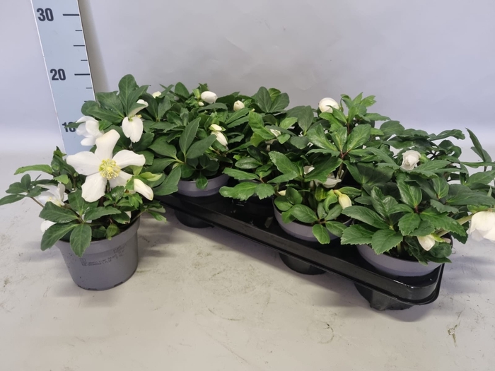 Helleborus Advant Star