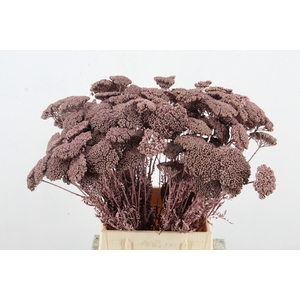 DF Achillea Paint Bs Rose Gold